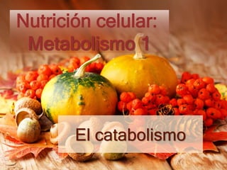 El catabolismo
Nutrición celular:
Metabolismo 1
 
