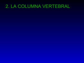2. LA COLUMNA VERTEBRAL
 