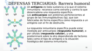 DEFENSAS TERCIARIAS: Barrera humoral
        Un antígeno es toda sustancia a la que el sistema
        inmunitario reconoce como extraña y contra la que
        desencadena una respuesta específica.
        Los anticuerpos son proteínas pertenecientes al
        grupo de las inmunoglobulinas (Ig), que son
        fabricadas de forma específica como respuesta a un
        antígeno con el fin de destruirlo.

        La respuesta inmunitaria específica puede estar
        mediada por anticuerpos (respuesta humoral), o
        por células (respuesta celular), y una
        predominará sobre la otra dependiendo de factores
        tales como el tipo de antígeno o la situación
        fisiológica del sistema inmunitario.

                                                        11
 