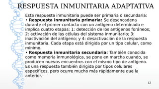 RESPUESTA INMUNITARIA ADAPTATIVA
 Esta respuesta inmunitaria puede ser primaria o secundaria:
 • Respuesta inmunitaria primaria: Se desencadena
 durante el primer contacto con un antígeno determinado e
 implica cuatro etapas: 1: detección de los antígenos foráneos;
 2: activación de las células del sistema inmunitario; 3:
 inactivación del antígeno; y 4: desactivación de la respuesta
 inmunitaria. Cada etapa está dirigida por un tipo celular, como
 mínimo.
 • Respuesta inmunitaria secundaria: También conocida
 como memoria inmunológica, se pone en marcha cuando, se
 producen nuevos encuentros con el mismo tipo de antígeno.
 Es una respuesta también dirigida por tipos celulares
 específicos, pero ocurre mucho más rápidamente que la
 anterior.
                                                              12
 