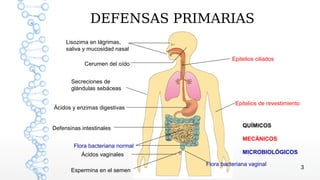 DEFENSAS PRIMARIAS
     Lisozima en lágrimas,
     saliva y mucosidad nasal
                                            Epitelios ciliados
            Cerumen del oído


       Secreciones de
       glándulas sebáceas

                                             Epitelios de revestimiento
Ácidos y enzimas digestivas


Defensinas intestinales                         QUÍMICOS

                                                MECÁNICOS
        Flora bacteriana normal
           Ácidos vaginales                     MICROBIOLÓGICOS

                                  Flora bacteriana vaginal
                                                                          3
       Espermina en el semen
 