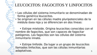 LEUCOCITOS: FAGOCITOS Y LINFOCITOS
●   Las células del sistema inmunitario se denominadan de
    forma genérica leucocitos.
●   Se originan en las células madre pluripotenciales de la
    médula ósea roja y se diferencian en dos líneas:

   • Estirpe mieloide. Origina leucocitos conocidos con el
nombre de fagocitos, que son capaces de fagocitar
patógenos. Los fagocitos son las células del sistema
inmunitario innato.

   • Estirpe linfoide. Da lugar a un grupo de leucocitos
llamados linfocitos, que son las células inmunitarias
adaptativas.                                               5
 
