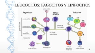 LEUCOCITOS: FAGOCITOS Y LINFOCITOS




                                 6
 