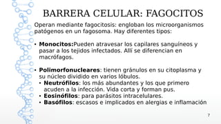 BARRERA CELULAR: FAGOCITOS
Operan mediante fagocitosis: engloban los microorganismos
patógenos en un fagosoma. Hay diferentes tipos:

●   Monocitos:Pueden atravesar los capilares sanguíneos y
    pasar a los tejidos infectados. Allí se diferencian en
    macrófagos.

●   Polimorfonucleares: tienen gránulos en su citoplasma y
    su núcleo dividido en varios lóbulos.
    ● Neutrófilos: los más abundantes y los que primero


      acuden a la infección. Vida corta y forman pus.
    ● Eosinófilos: para parásitos intracelulares.

    ● Basófilos: escasos e implicados en alergias e inflamación




                                                                  7
 