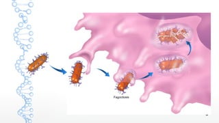 Fagocitosis




              8
 