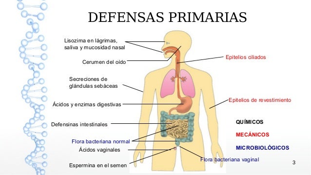 Sistema inmune