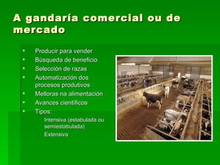 A gandaría comercial ou de
mercado

    Producir para vender
    Búsqueda de beneficio
    Selección de razas
    Automatización dos
     procesos produtivos
    Melloras na alimentación
    Avances científicos
    Tipos:
     1.   Intensiva (estabulada ou
          semiestabulada)
     2.   Extensiva
 