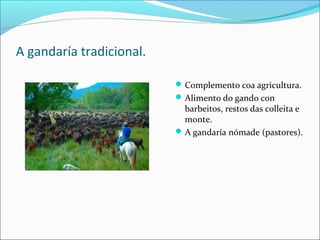 A gandaría tradicional.
Complemento coa agricultura.
Alimento do gando con
barbeitos, restos das colleita e
monte.
A gandaría nómade (pastores).
 
