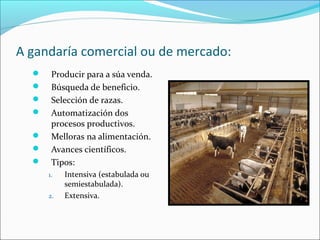 A gandaría comercial ou de mercado:
 Producir para a súa venda.
 Búsqueda de beneficio.
 Selección de razas.
 Automatización dos
procesos productivos.
 Melloras na alimentación.
 Avances científicos.
 Tipos:
1. Intensiva (estabulada ou
semiestabulada).
2. Extensiva.
 
