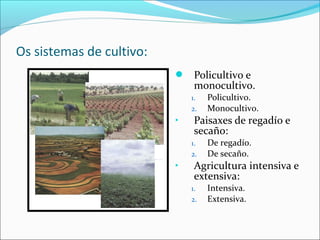 Os sistemas de cultivo:
 Policultivo e
monocultivo.
1. Policultivo.
2. Monocultivo.
• Paisaxes de regadío e
secaño:
1. De regadío.
2. De secaño.
• Agricultura intensiva e
extensiva:
1. Intensiva.
2. Extensiva.
 