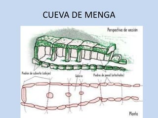 CUEVA DE MENGA
 