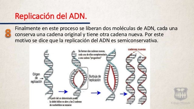 ADN y Replicación de ADN