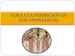 TEMA 8 LA NUTRICIÓN EN
   LOS ANIMALES (I)
 