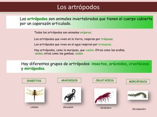 Tema 8 clasificación de los seres vivos iii | PDF
