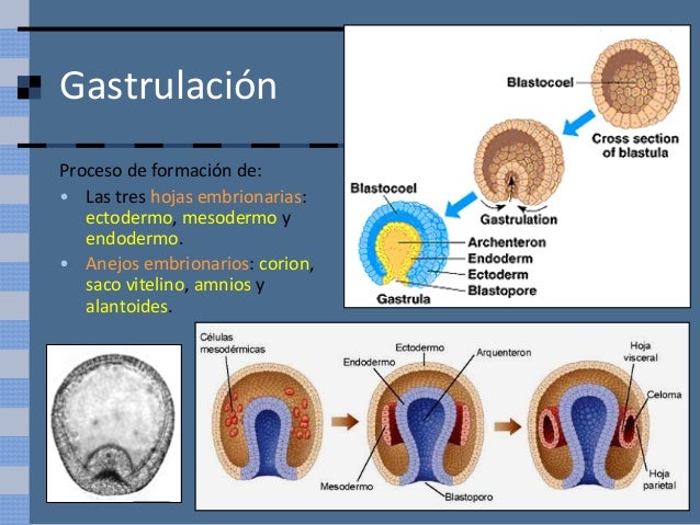 Desarrollo Embrionario