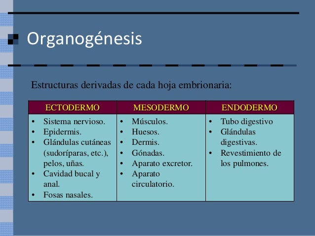 Ectodermo Mesodermo Y Endodermo A Que Dan Origen