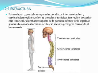 Condiciones sociales de la empresa: etilos mando, sistemas promoción…