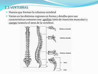 Conocimiento capacidades físicas y psíquicas trabajador.