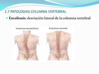 2.1 FUNCIONES COLUMNA VERTEBRAL Funciona como una “vara flexible y fuerte” con elementos que pueden movilizarse hacia delante, hacia atrás, lateralmente y rotar sobre su eje. ¿Qué elementos?Sostener el cuerpo y permitir su movimientoSoporte de la cabeza, miembros superiores y troncoEquilibrioFunción protectora de la medula espinalLugar inserción de costillas, cintura pelviana y músculos de la espalda.Permite realizar movimientos del tronco en todas las direcciones posibles de flexión y extensión, lateralización y rotación. (ejemplos)Suministra inserciones a grupos musculares para mantener estática la columna.Amortigua la acción de las cargas, absorbiendo la acción y disminuyendo el riesgo de lesiónCaracterísticas columna: resistencia que le da los elementos fibroligamentosos que da unión muy solida entre las vertebras y elasticidad