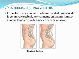 2.2 ESTRUCTURACurvas columna:     - Lordosis cervical     - Lordosis dorsal o torácica      -Lordosis lumbar      -Curvatura sacra(fija por la soldadura definitiva de las vertebras sacra y coxis)Funciones curvaturas: aumentar resistencia de la columna y favorecer la estática del cuerpo descomponiendo la transmisión de las fuerzas sobre la columna.