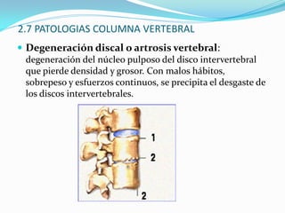 2.3 VERTEBRAS Huesos que forman la columna vertebralVarían en las distintas regiones en forma y detalles pero sus características comunes son: apófisis (sitio de inserción muscular) y cuerpo (soporta el peso de la vertebra).