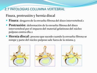 2.3 VERTEBRASLaminaApófisis espinosa (prominencia posterior)Apófisis transversas (prominencias laterales)CuerpoCanal medular(agujero central (o agujero de conjunción) ocupado por la medula)