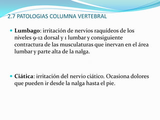 2.4 DISCOS INTERVERTEBRALESEstructura de naturaleza fibrocartilaginosa con la cual se articula cada vertebra. Amortigua la presión entre los cuerpos vertebrales.Formados principalmente por:Agua, colágeno y células