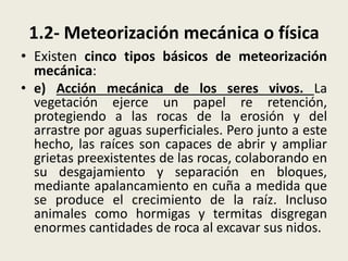 1.2- Meteorización mecánica o física
• Existen cinco tipos básicos de meteorización
mecánica:
• e) Acción mecánica de los seres vivos. La
vegetación ejerce un papel re retención,
protegiendo a las rocas de la erosión y del
arrastre por aguas superficiales. Pero junto a este
hecho, las raíces son capaces de abrir y ampliar
grietas preexistentes de las rocas, colaborando en
su desgajamiento y separación en bloques,
mediante apalancamiento en cuña a medida que
se produce el crecimiento de la raíz. Incluso
animales como hormigas y termitas disgregan
enormes cantidades de roca al excavar sus nidos.

 