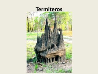 Termiteros

 