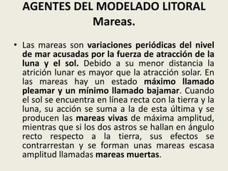 AGENTES DEL MODELADO LITORAL
Mareas.
• Las mareas son variaciones periódicas del nivel
de mar acusadas por la fuerza de atracción de la
luna y el sol. Debido a su menor distancia la
atrición lunar es mayor que la atracción solar. En
las mareas hay un estado máximo llamado
pleamar y un mínimo llamado bajamar. Cuando
el sol se encuentra en línea recta con la tierra y la
luna, su acción se suma a la de esta última y se
producen las mareas vivas de máxima amplitud,
mientras que si los dos astros se hallan en ángulo
recto respecto a la tierra, sus efectos se
contrarrestan y se forman unas mareas escasa
amplitud llamadas mareas muertas.

 