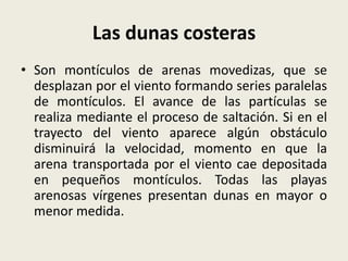 Las dunas costeras
• Son montículos de arenas movedizas, que se
desplazan por el viento formando series paralelas
de montículos. El avance de las partículas se
realiza mediante el proceso de saltación. Si en el
trayecto del viento aparece algún obstáculo
disminuirá la velocidad, momento en que la
arena transportada por el viento cae depositada
en pequeños montículos. Todas las playas
arenosas vírgenes presentan dunas en mayor o
menor medida.

 