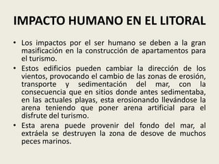 IMPACTO HUMANO EN EL LITORAL
• Los impactos por el ser humano se deben a la gran
masificación en la construcción de apartamentos para
el turismo.
• Estos edificios pueden cambiar la dirección de los
vientos, provocando el cambio de las zonas de erosión,
transporte y sedimentación del mar, con la
consecuencia que en sitios donde antes sedimentaba,
en las actuales playas, esta erosionando llevándose la
arena teniendo que poner arena artificial para el
disfrute del turismo.
• Esta arena puede provenir del fondo del mar, al
extráela se destruyen la zona de desove de muchos
peces marinos.

 