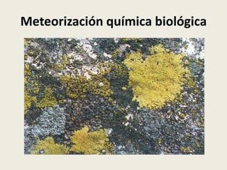 Meteorización química biológica

 