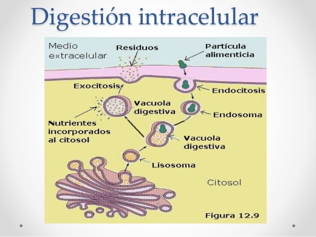 LA DIGESTIÓN INTRACELULAR