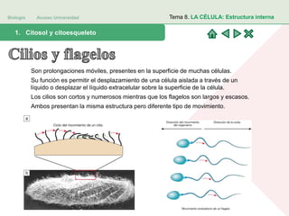 Biología Acceso Universidad
1. Teoría celular: introducción histórica1. Citosol y citoesqueleto
Tema 8. LA CÉLULA: Estructura interna
Son prolongaciones móviles, presentes en la superficie de muchas células.
Su función es permitir el desplazamiento de una célula aislada a través de un
líquido o desplazar el líquido extracelular sobre la superficie de la célula.
Los cilios son cortos y numerosos mientras que los flagelos son largos y escasos.
Ambos presentan la misma estructura pero diferente tipo de movimiento.
 