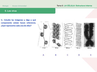 Biología Acceso Universidad
1. Teoría celular: introducción histórica5. Los virus
Tema 8. LA CÉLULA: Estructura interna
 