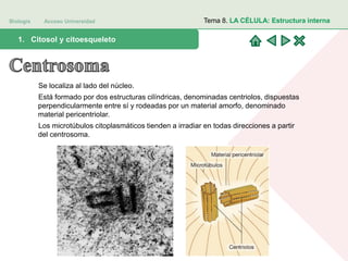 Biología Acceso Universidad
1. Teoría celular: introducción histórica1. Citosol y citoesqueleto
Tema 8. LA CÉLULA: Estructura interna
Se localiza al lado del núcleo.
Está formado por dos estructuras cilíndricas, denominadas centriolos, dispuestas
perpendicularmente entre sí y rodeadas por un material amorfo, denominado
material pericentriolar.
Los microtúbulos citoplasmáticos tienden a irradiar en todas direcciones a partir
del centrosoma.
 