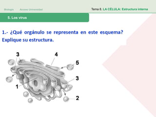 Biología Acceso Universidad
1. Teoría celular: introducción histórica5. Los virus
Tema 8. LA CÉLULA: Estructura interna
 