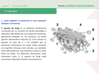 Biología Acceso Universidad
1. Teoría celular: introducción histórica5. Los virus
Tema 8. LA CÉLULA: Estructura interna
 