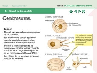 Biología Acceso Universidad
1. Teoría celular: introducción histórica1. Citosol y citoesqueleto
Tema 8. LA CÉLULA: Estructura interna
Función
El centrosoma es el centro organizador
de microtúbulos.
Los microtúbulos crecen a partir del
material asociado a los centriolos,
denominado material pericentriolar.
Durante la interfase organiza los
microtúbulos citoplasmáticos y durante
la mitosis se encarga de la disposición
de los microtúbulos del huso mitótico.
Las células de los vegetales superiores
carecen de centriolos.
 