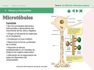 Biología Acceso Universidad
1. Teoría celular: introducción histórica1. Citosol y citoesqueleto
Tema 8. LA CÉLULA: Estructura interna
Funciones
• Son los principales elementos
estructurales y generadores del
movimiento de los cilios y flagelos.
• Dirigen el transporte de orgánulos
en el citoplasma.
• Constituyen el huso mitótico.
• Determinan la forma y polaridad
de la célula.
• Disponen el retículo
endoplasmático y el complejo de
Golgi en los lugares adecuados.
• Intervienen en la organización de
todos los filamentos del
citoesqueleto.
Esquema del transporte axonal de vesículas
 