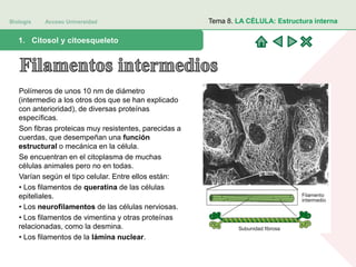 Biología Acceso Universidad
1. Teoría celular: introducción histórica1. Citosol y citoesqueleto
Tema 8. LA CÉLULA: Estructura interna
Polímeros de unos 10 nm de diámetro
(intermedio a los otros dos que se han explicado
con anterioridad), de diversas proteínas
específicas.
Son fibras proteicas muy resistentes, parecidas a
cuerdas, que desempeñan una función
estructural o mecánica en la célula.
Se encuentran en el citoplasma de muchas
células animales pero no en todas.
Varían según el tipo celular. Entre ellos están:
• Los filamentos de queratina de las células
epiteliales.
• Los neurofilamentos de las células nerviosas.
• Los filamentos de vimentina y otras proteínas
relacionadas, como la desmina.
• Los filamentos de la lámina nuclear.
 
