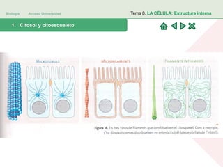Biología Acceso Universidad
1. Teoría celular: introducción histórica1. Citosol y citoesqueleto
Tema 8. LA CÉLULA: Estructura interna
 