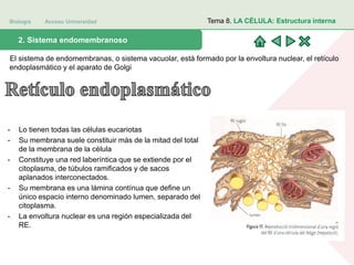 Biología Acceso Universidad
1. Teoría celular: introducción histórica2. Sistema endomembranoso
Tema 8. LA CÉLULA: Estructura interna
El sistema de endomembranas, o sistema vacuolar, está formado por la envoltura nuclear, el retículo
endoplasmático y el aparato de Golgi
- Lo tienen todas las células eucariotas
- Su membrana suele constituir más de la mitad del total
de la membrana de la célula
- Constituye una red laberíntica que se extiende por el
citoplasma, de túbulos ramificados y de sacos
aplanados interconectados.
- Su membrana es una lámina contínua que define un
único espacio interno denominado lumen, separado del
citoplasma.
- La envoltura nuclear es una región especializada del
RE.
 