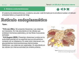 Biología Acceso Universidad
1. Teoría celular: introducción histórica2. Sistema endomembranoso
Tema 8. LA CÉLULA: Estructura interna
El sistema de endomembranas, o sistema vacuolar, está formado por la envoltura nuclear, el retículo
endoplasmático y el aparato de Golgi
Tipos:
* R.E.Liso (REL). No presenta ribosomas. Las cisternas
son tubulares. Es más abundante en las células que
sintetizan hormonas esteroides y en las fibras musculares
estriadas.
* R.E.Rugoso (RER). Presentan ribosomas (unidos por la
subunidad grande) en la superficie que se encuentra en
contacto con el citoplasma. En esta unión intervienen una
glucoproteínas transmembranosas denominadas
riboforinas. Las cisternas son aplanadas. Es abundante en
las células con intensa actividad de síntesis proteica
 