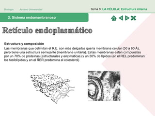 Biología Acceso Universidad
1. Teoría celular: introducción histórica2. Sistema endomembranoso
Tema 8. LA CÉLULA: Estructura interna
Estructura y composición
Las membranas que delimitan el R.E. son más delgadas que la membrana celular (50 a 60 Å),
pero tiene una estructura semejante (membrana unitaria). Estas membranas están compuestas
por un 70% de proteínas (estructurales y enzimáticas) y un 30% de lípidos (en el REL predominan
los fosfolípidos y en el RER predomina el colesterol)
 