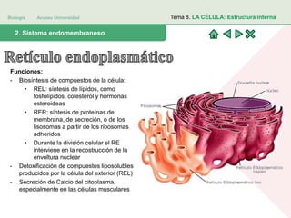 Biología Acceso Universidad
1. Teoría celular: introducción histórica2. Sistema endomembranoso
Tema 8. LA CÉLULA: Estructura interna
Funciones:
- Biosíntesis de compuestos de la célula:
• REL: síntesis de lípidos, como
fosfolípidos, colesterol y hormonas
esteroideas
• RER: síntesis de proteínas de
membrana, de secreción, o de los
lisosomas a partir de los ribosomas
adheridos
• Durante la división celular el RE
interviene en la recostrucción de la
envoltura nuclear
- Detoxificación de compuestos liposolubles
producidos por la célula del exterior (REL)
- Secreción de Calcio del citoplasma,
especialmente en las células musculares
 
