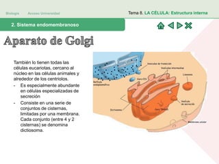 Biología Acceso Universidad
1. Teoría celular: introducción histórica2. Sistema endomembranoso
Tema 8. LA CÉLULA: Estructura interna
También lo tienen todas las
células eucariotas, cercano al
núcleo en las células animales y
alrededor de los centriolos.
- Es especialmente abundante
en células especializadas de
secreción
- Consiste en una serie de
conjuntos de cisternas,
limitadas por una membrana.
Cada conjunto (entre 4 y 2
cisternas) se denomina
dictiosoma.
 