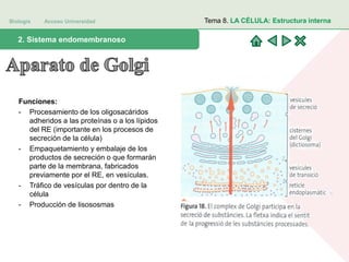 Biología Acceso Universidad
1. Teoría celular: introducción histórica2. Sistema endomembranoso
Tema 8. LA CÉLULA: Estructura interna
Funciones:
- Procesamiento de los oligosacáridos
adheridos a las proteínas o a los lípidos
del RE (importante en los procesos de
secreción de la célula)
- Empaquetamiento y embalaje de los
productos de secreción o que formarán
parte de la membrana, fabricados
previamente por el RE, en vesículas.
- Tráfico de vesículas por dentro de la
célula
- Producción de lisososmas
 