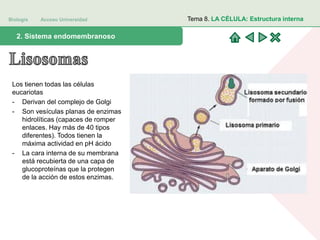 Biología Acceso Universidad
1. Teoría celular: introducción histórica2. Sistema endomembranoso
Tema 8. LA CÉLULA: Estructura interna
Los tienen todas las células
eucariotas
- Derivan del complejo de Golgi
- Son vesículas planas de enzimas
hidrolíticas (capaces de romper
enlaces. Hay más de 40 tipos
diferentes). Todos tienen la
máxima actividad en pH ácido
- La cara interna de su membrana
está recubierta de una capa de
glucoproteínas que la protegen
de la acción de estos enzimas.
 